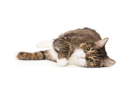 Grey, striped cat lies on its side and looks into the camera, isolated on a white backgroundの写真素材