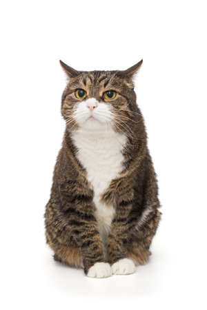 Gray, striped cat stars intently, isolated on a white backgroundの写真素材