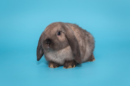Small lop-eared rabbit, ram breed, on a blue backgroundの写真素材