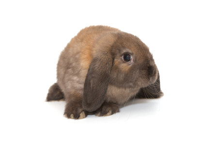 Decorative, little fold-eared rabbit of brown color, isolated on a white background.の写真素材
