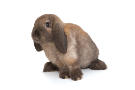 Decorative, little fold rabbit of brown color, breed ram, isolated on a white background.の写真素材