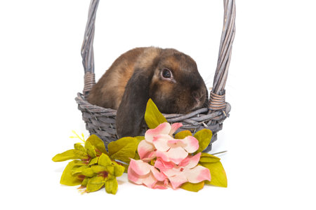 Decorative rabbit in a basket and flowers, isolated on a white backgroundの写真素材