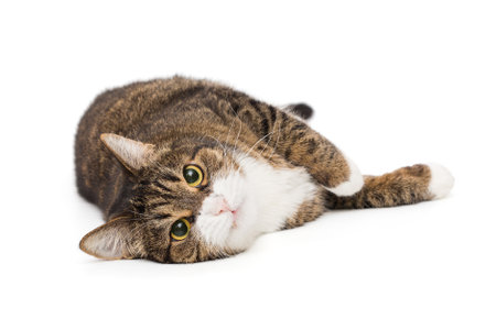 Grey, striped cat lies on its side and looks into the camera, isolated on a white backgroundの写真素材