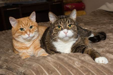 Gray and a red cat are lying on the bed togetherの写真素材