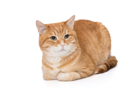 Red cat sits sideways and looks into the camera, isolated on a white backgroundの写真素材