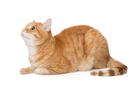 Red cat sits sideways and looks up, isolated on a white backgroundの写真素材