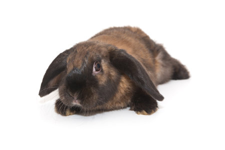 Decorative, fold-eared rabbit of brown color, isolated on a white background.の写真素材