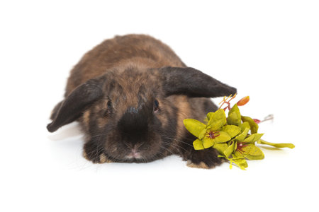 Decorative, brown-colored fold-eared rabbit and a green branch, isolated on a white background.の写真素材
