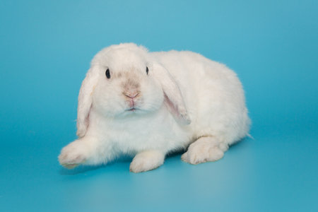 White decorative fold rabbit with a dark nose on a blue background.の写真素材