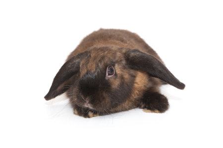 Decorative, funny fold rabbit of brown color, isolated on a white background.の写真素材