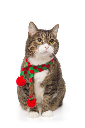 Grey, striped cat in a red scarf, isolated on a white backgroundの写真素材