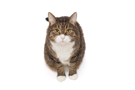 Grey, striped cat sits and looks up, isolated on a white backgroundの写真素材