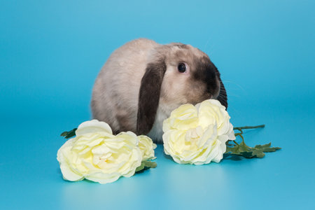 Fold-eared rabbit Ram in Siamese colors and flowers on a blue backgroundの写真素材