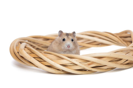 Small hamster and a wreath from a natural vine, isolated on a white backgroundの写真素材