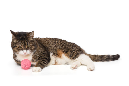 Grey, striped cat lies on its side with a pink ball, isolated on a white backgroundの写真素材