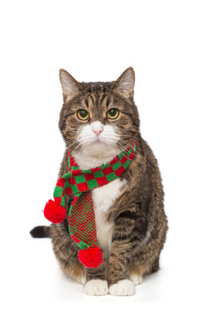 Grey, striped cat in a red scarf, isolated on a white backgroundの写真素材