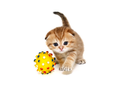 Scottish fold kitten, striped red color, age 1 month, walks forward next to a yellow ball. Isolated on a white background.の写真素材