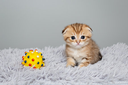 Scottish fold kitten, striped red color, age 1 month, sits on a grey, fur rugの写真素材
