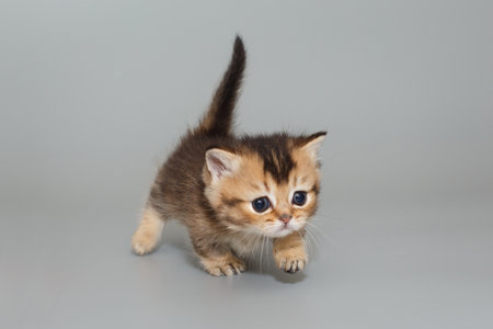 Small short-legged Scottish kitten walks forward on a gray background.の写真素材
