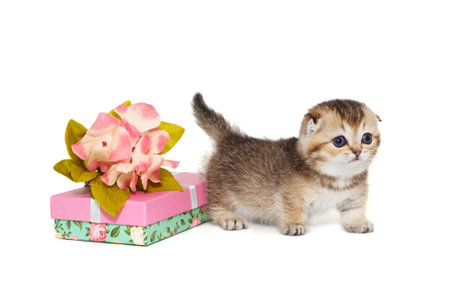 Small scottish fold kitten and a gift, isolated on a white backgroundの写真素材
