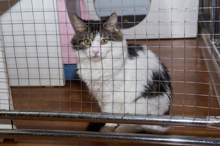 Sad cat in a cage of an animal shelter, hopefully waiting for a new homeの写真素材