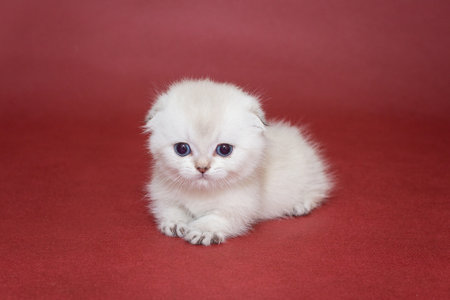 Small white Scottish fold kitten on a burgundy backgroundの写真素材