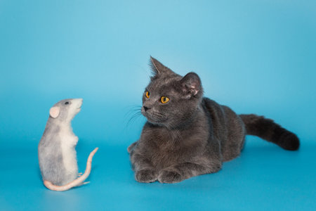 Gray British cat with yellow eyes looks at a toy mouse on a blue background.の写真素材