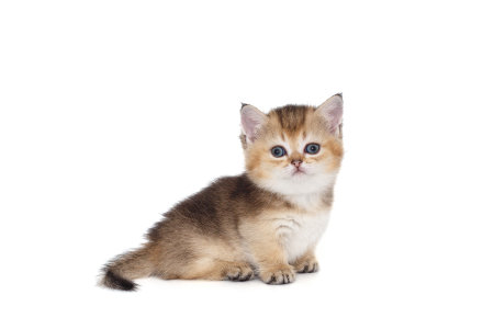 Small cute kitten isolated on a white background, side viewの写真素材