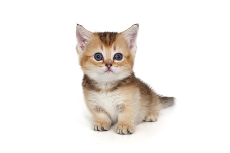 Small kitten with short legs. Isolated on a white backgroundの写真素材