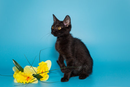 Small, playful black kitten and yellow flowers on a blue backgroundの写真素材