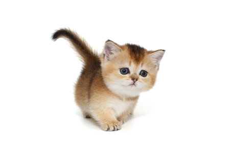 Small kitten walks forward on short legs. Isolated on a white backgroundの写真素材