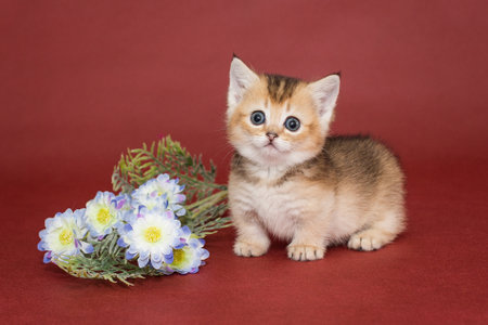 Funny little kitten and flowers on a red backgroundの写真素材