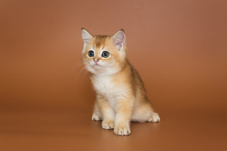 Small and curious red kitten on a brown backgroundの写真素材