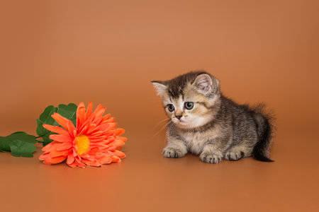 Small, funny red kitten and decorative flowers on a brown backgroundの写真素材