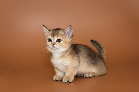 Small and beautiful kitten on a brown backgroundの写真素材
