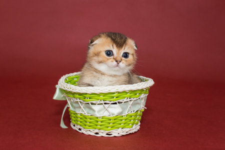 Small kitten in a basket on a burgundy backgroundの写真素材