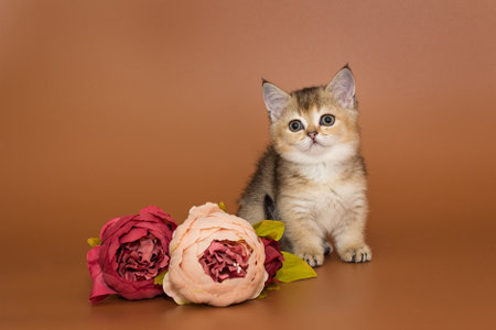 Small, funny red kitten and decorative flowers on a brown backgroundの写真素材