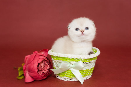 Small white Scottish fold kitten in a basket and a flower on a burgundy backgroundの写真素材