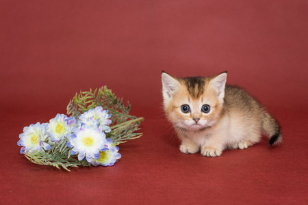 Funny little kitten and flowers on a red backgroundの写真素材