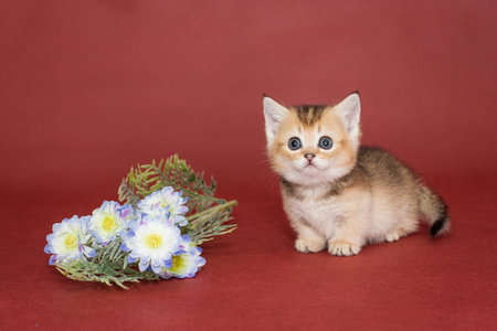 Funny little kitten and flowers on a red backgroundの写真素材