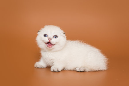 Small, cheerful white kitten on a brown backgroundの写真素材