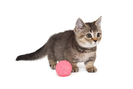 Gray striped Scottish kitten and pink ball, isolated on a white backgroundの写真素材