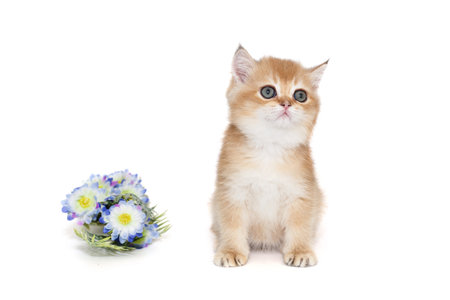 Small Scottish kitten and decorative blue flowers, isolated on whiteの写真素材