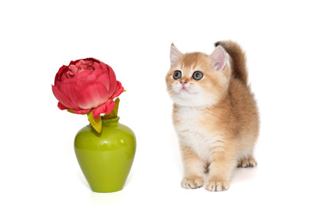 Cute little kitten and a vase with a red flower, isolated on whiteの写真素材