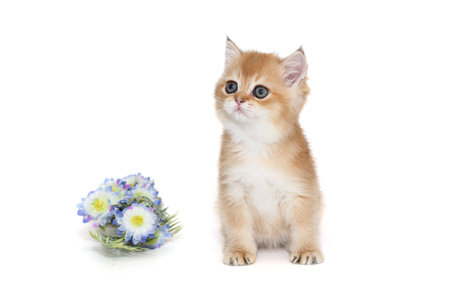 Small Scottish kitten and decorative blue flowers, isolated on whiteの写真素材