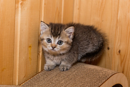 Small kitten of the Scottish kilt breed on a scratching postの写真素材