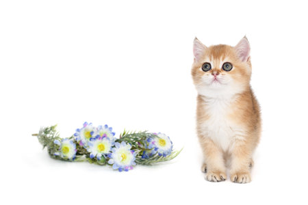Small Scottish kitten and decorative blue flowers, isolated on whiteの写真素材