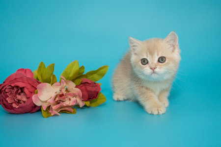 Small cream-colored Scottish kitten and flowers on a blue backgroundの写真素材