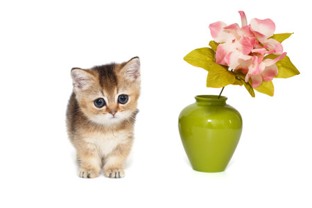 Small kitten and a vase with a pink flower, isolated on whiteの写真素材