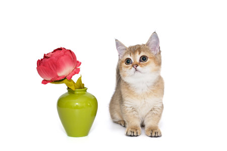 Cute Scottish kitten and a vase with a red flower, isolated on whiteの写真素材